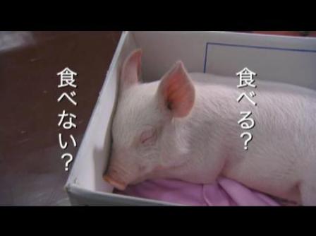buta.jpg