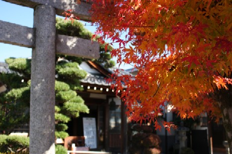 momiji.jpg