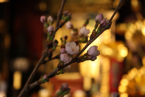sakura22.jpg